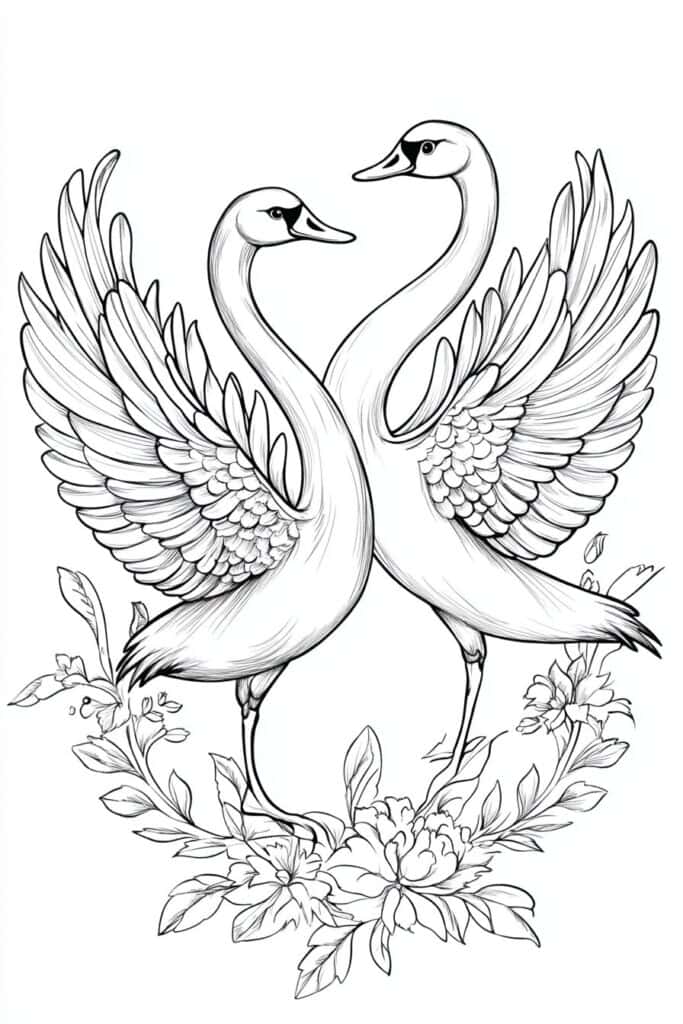 swan drawing