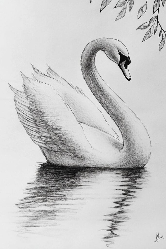 swan drawing