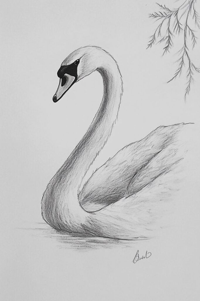 swan drawing