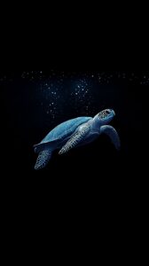 Turtle Wallpaper