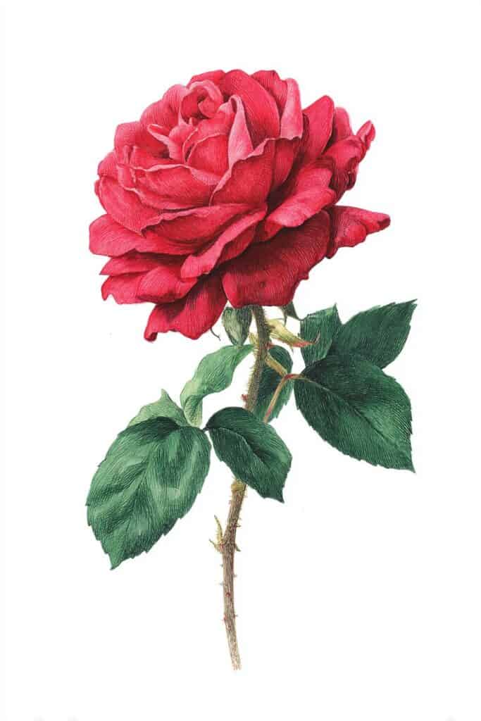 rose drawing