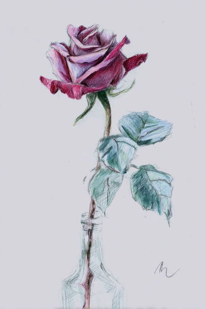 rose drawing