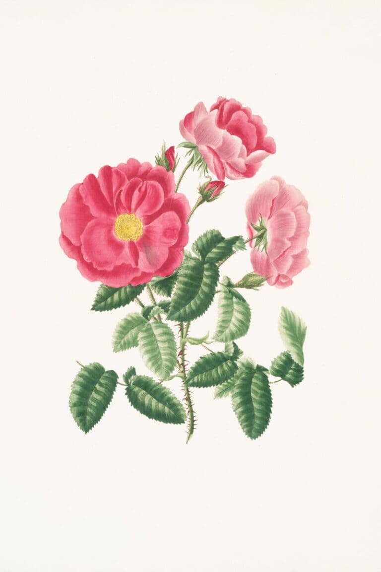 Detailed watercolor of pink roses with green leaves for art enthusiasts.