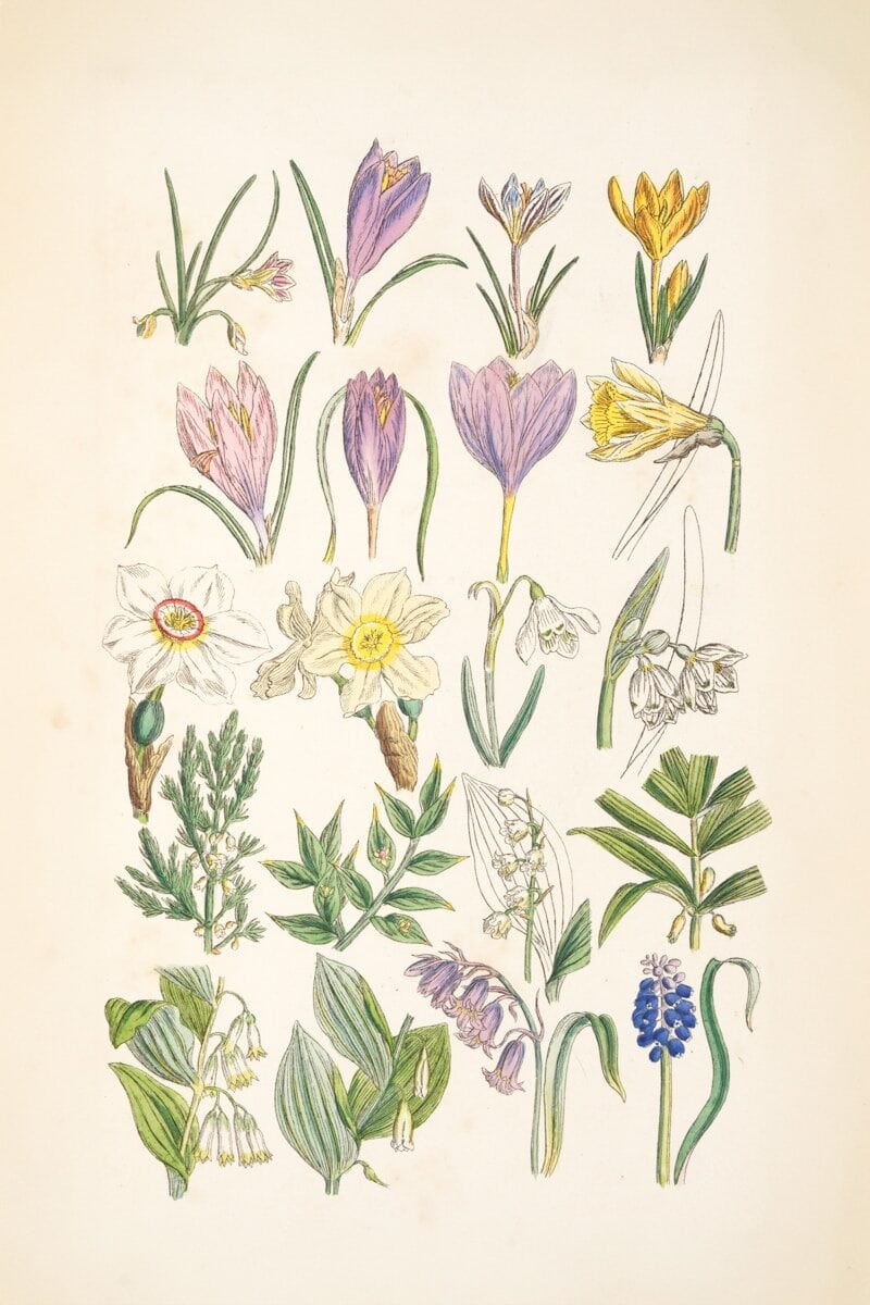 Detailed vintage botanical illustrations of crocuses, daffodils, and other spring flowers for art in.