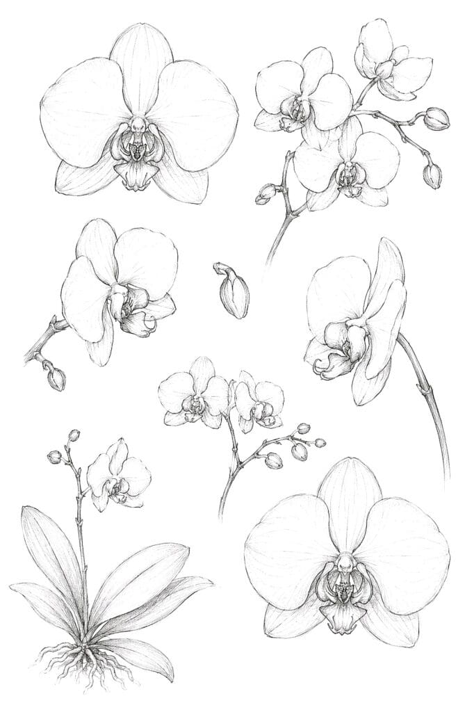 Detailed black and white orchid flower sketches for art and design.