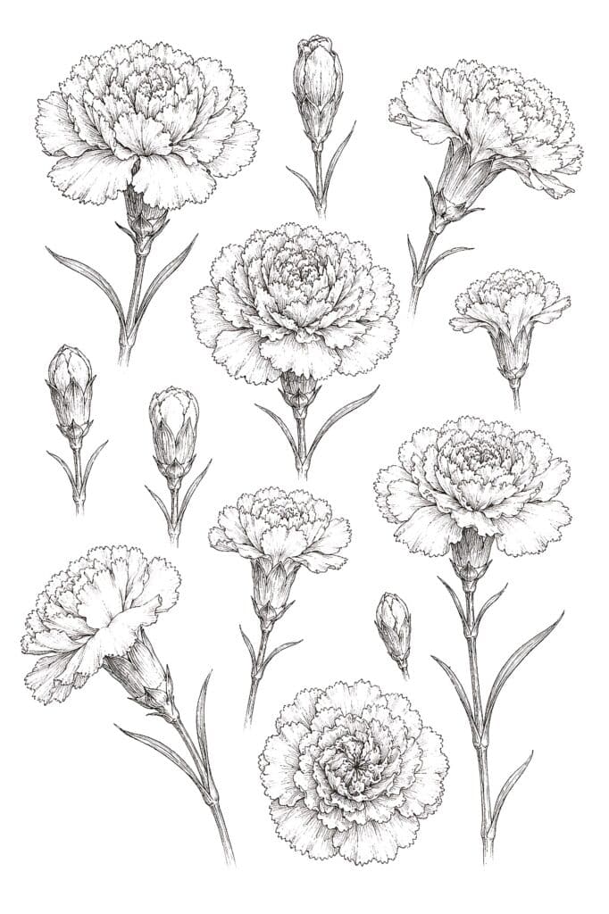 Hand-drawn black and white carnations with detailed petals and stems for art and design projects.