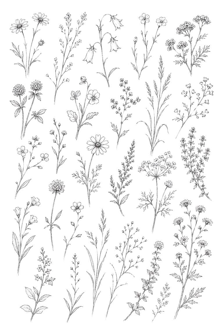 A detailed black and white sketch of various wildflowers and plants for doodling and art projects.