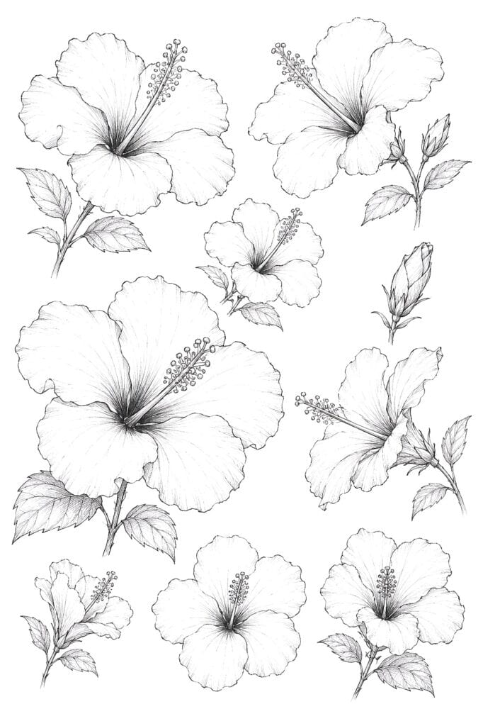 Hibiscus flower sketches for coloring, art, and design projects.