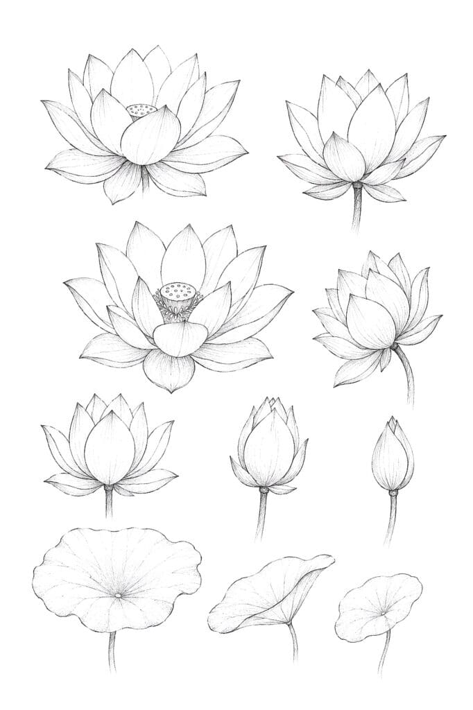 Hand-drawn lotus flowers and leaves, perfect for sketching and doodling art projects.