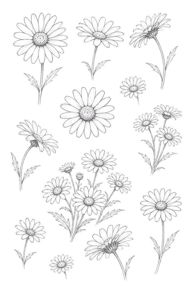 Hand-drawn floral sketches featuring daisies and wildflowers for art and doodle inspiration.