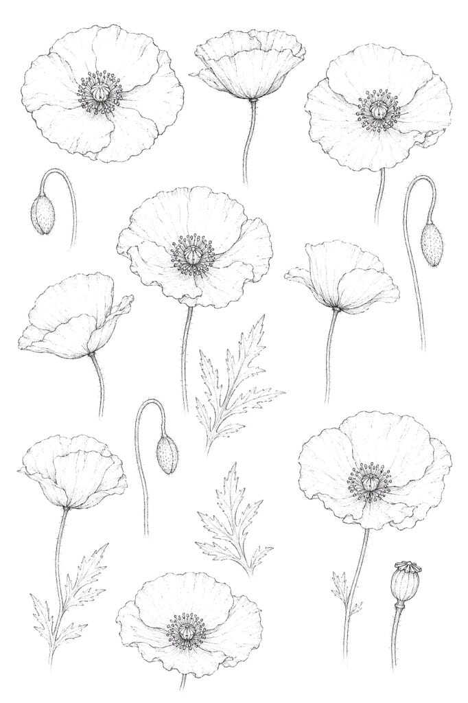 Detailed black and white poppy flower and seed pod drawing for coloring or art projects.